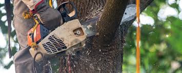 Best Hazardous Tree Removal  in Seven Points, TX
