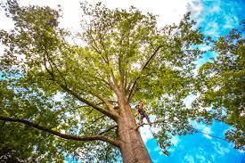 Best Tree Mulching  in Seven Points, TX