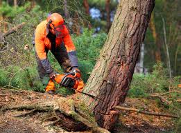 Best Arborist Consultation Services  in Seven Points, TX