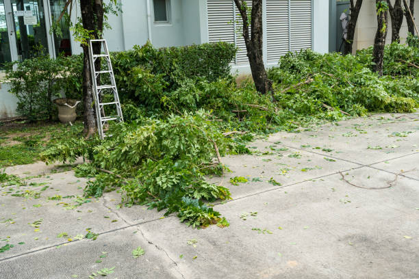 Best Stump Grinding and Removal  in Seven Points, TX